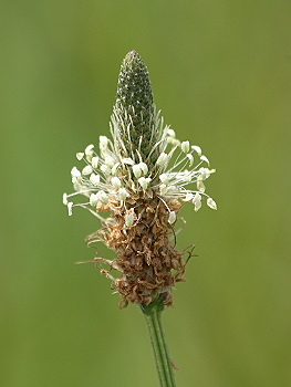 Plantago lanceolata